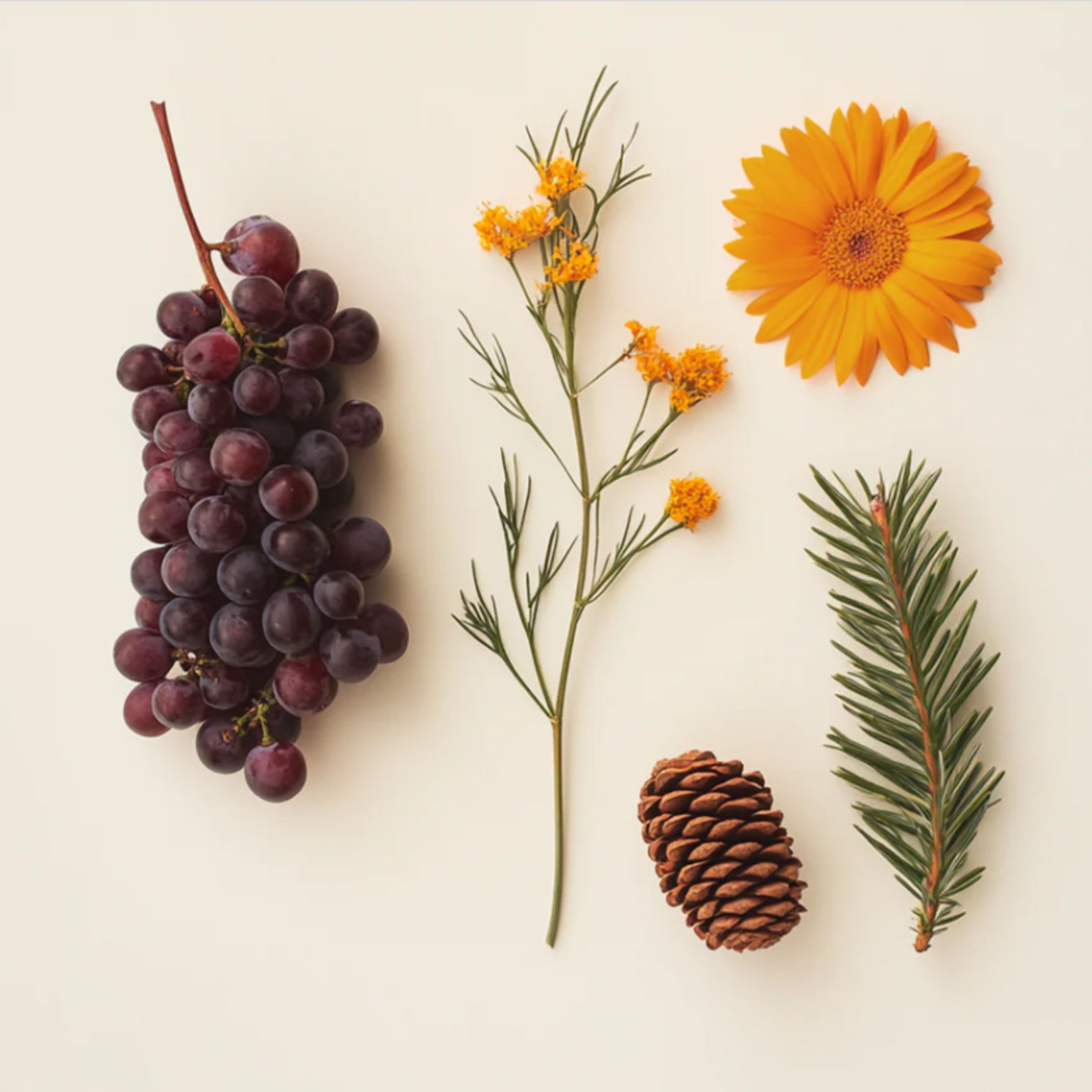 Le complexe Holiderm expliqué par le Dr Jérôme Paris