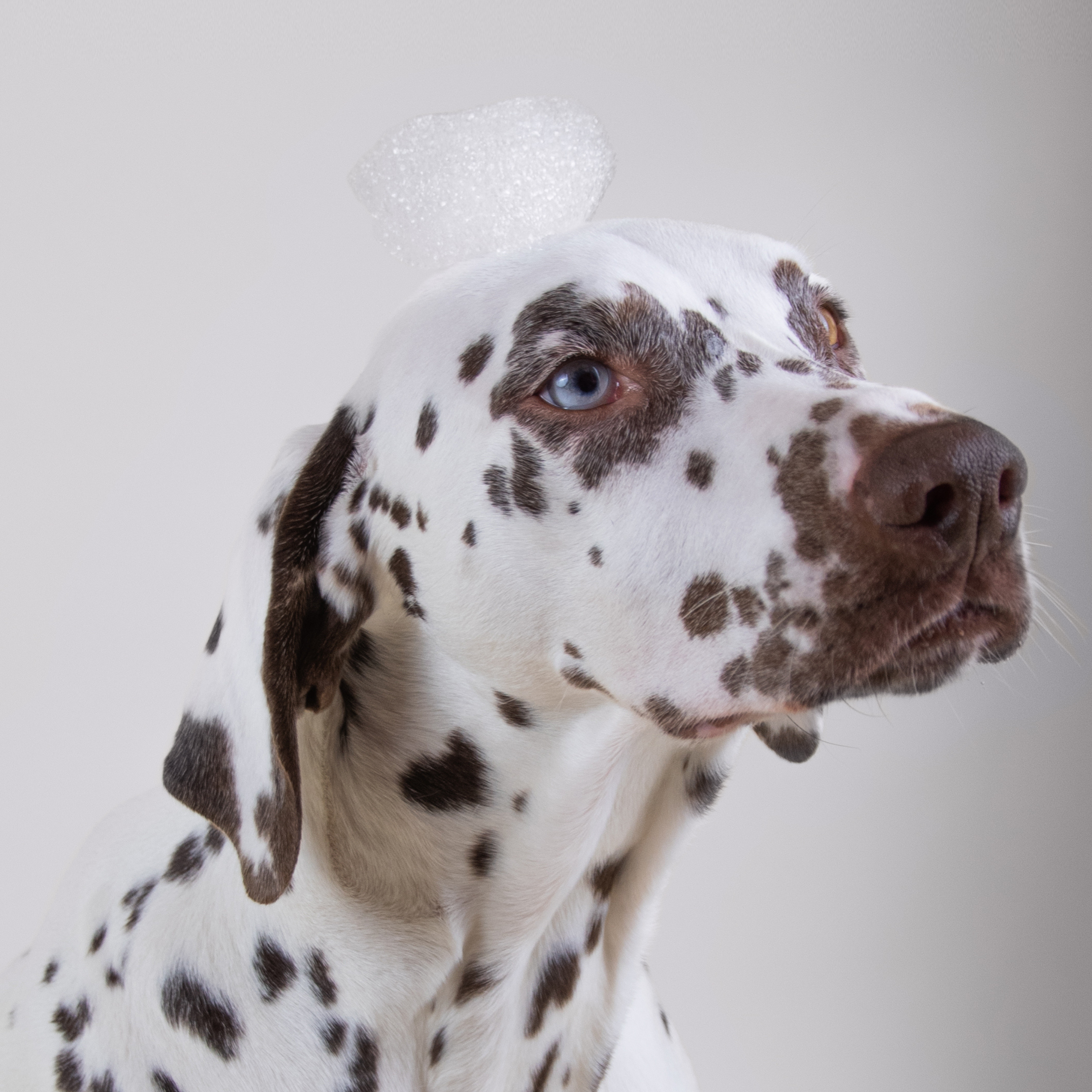 Dog Shampoo - HOLIDOG