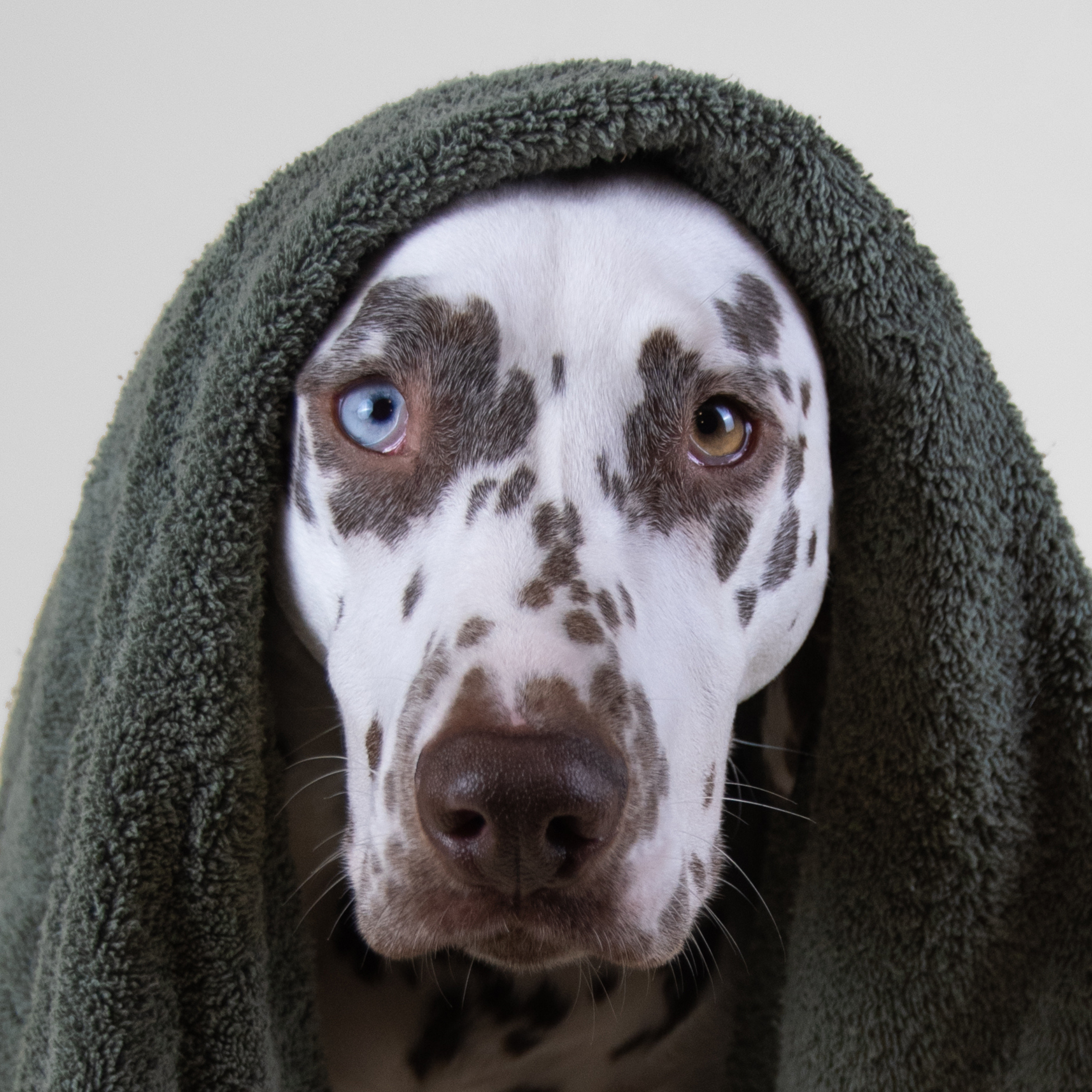 Dog Shampoo - HOLIDOG