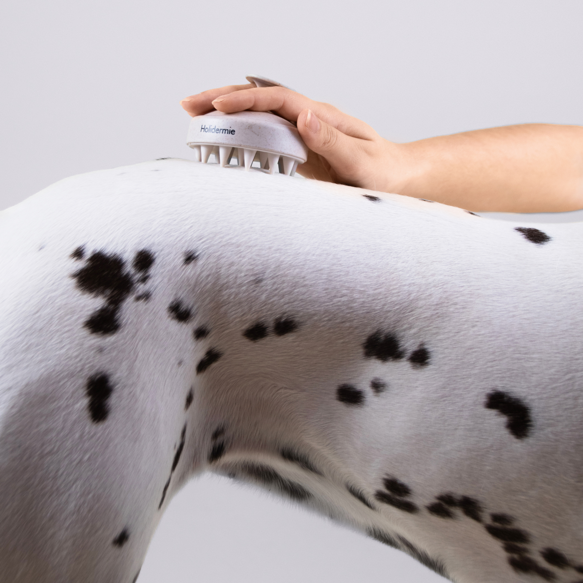Brosse de massage pour chien adaptée à tous les types de pelage