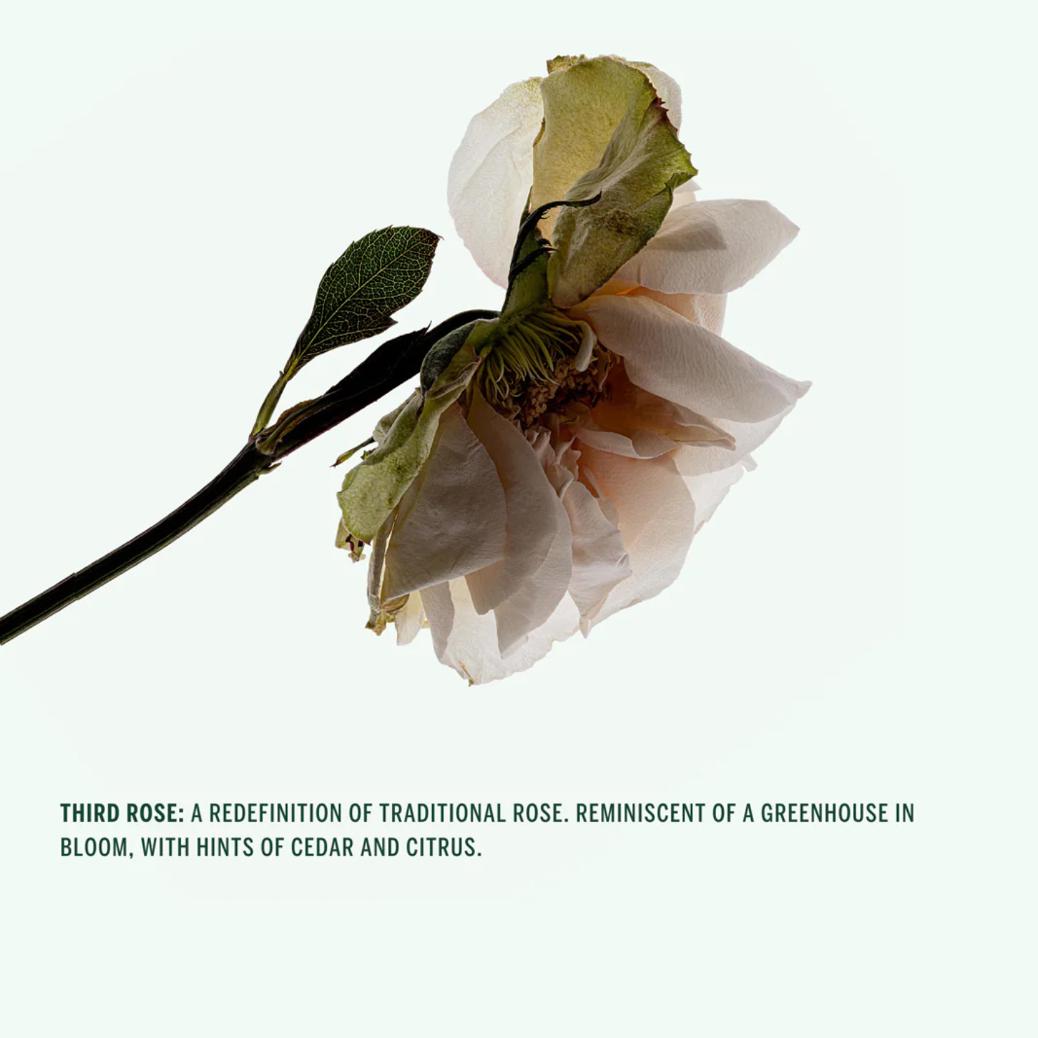 Body Wash – Thirdrose