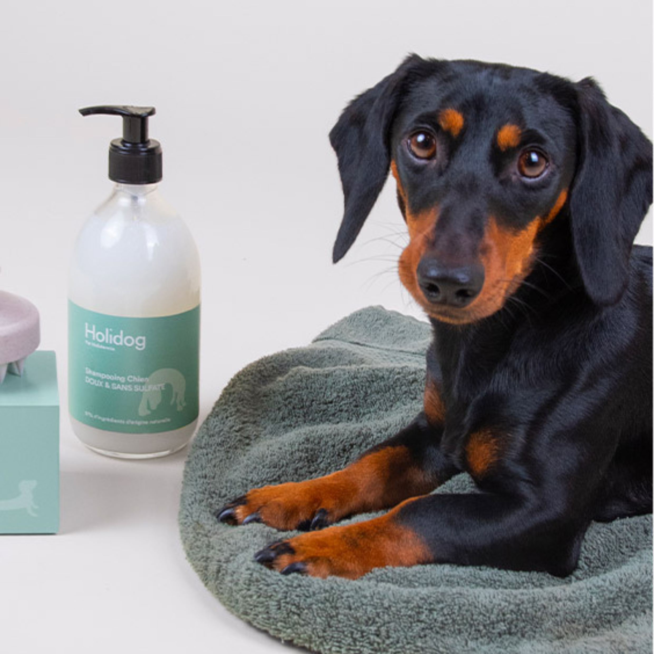 Soin pelage chien pour nettoyer, protéger et sublimer le poil